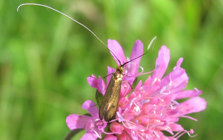 Nemophora metallica (Adelidae)